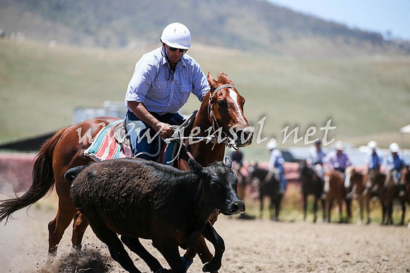 AdaminabyCampdraft2016_0184