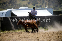AdaminabyCampdraft2016_0103