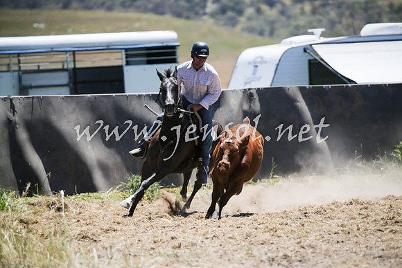 AdaminabyCampdraft2016_0102