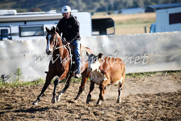 AdaminabyCampdraft2016_0001