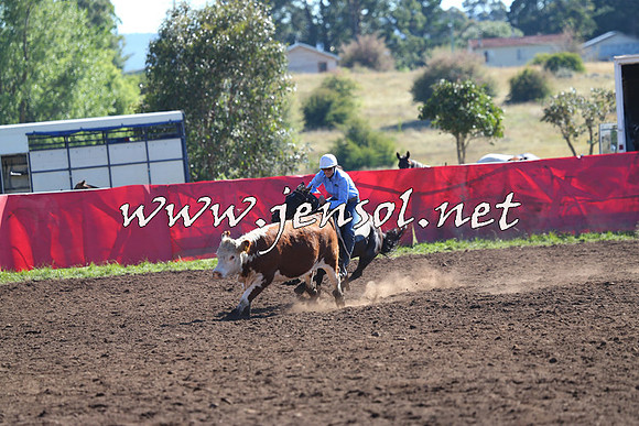 NimmitabelCampdraft2015_2078