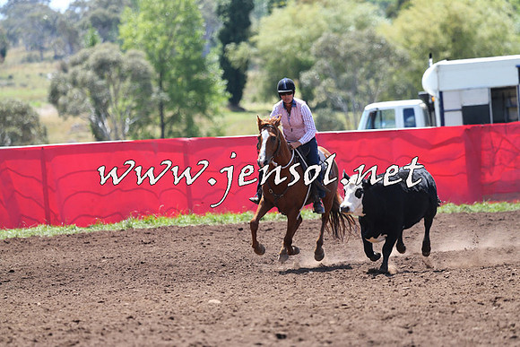 NimmitabelCampdraft2015_2209