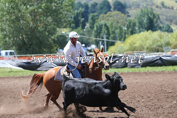 NimmitabelCampdraft2015_2198