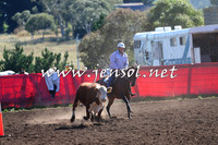 NimmitabelCampdraft2015_2068