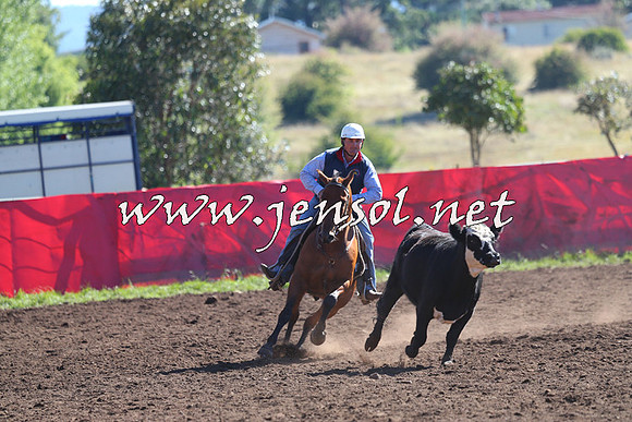 NimmitabelCampdraft2015_2031