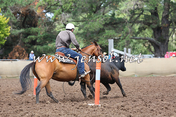 TaralgaCampdraftSat_0089