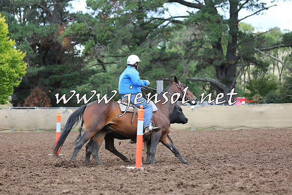 TaralgaCampdraftSat_0121