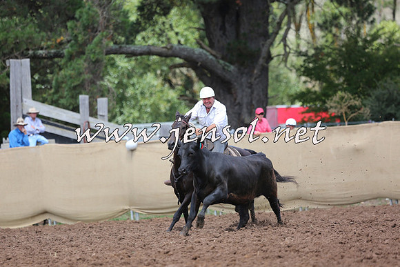 TaralgaCampdraftSat_0092