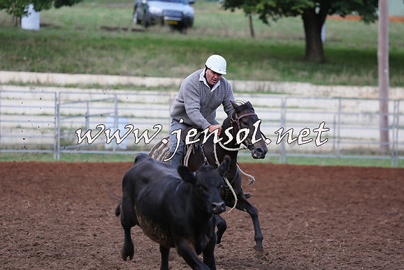 TaralgaCampdraftSat_0302