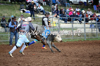 Juvenile Steer