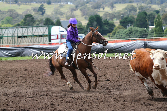 NimmitabelCampdraft2015_1392