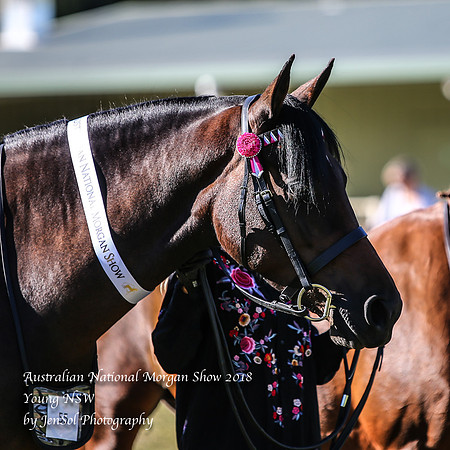 ANMS2018_2573