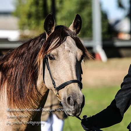 ANMS2018_2470