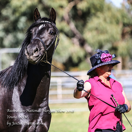 ANMS2018_2926