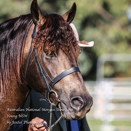ANMS2018_2467