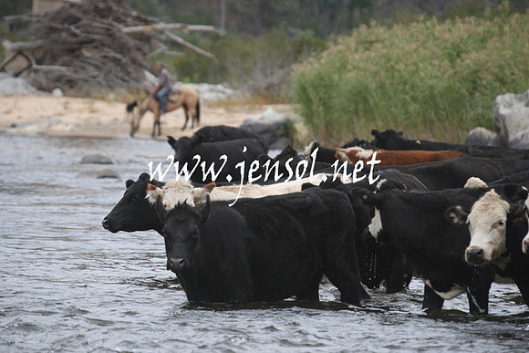 CabanandraCampdraft2013_1D_1808