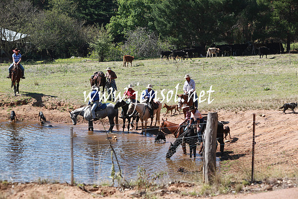 CabanandraCampdraft2013_5D_0293
