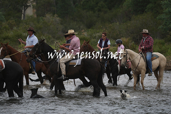 CabanandraCampdraft2013_1D_2139