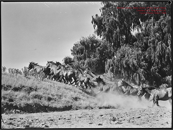 CoomaRodeo1946-37