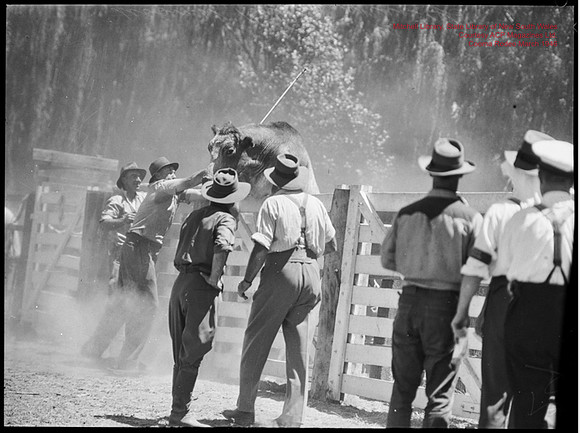 CoomaRodeo1946-14
