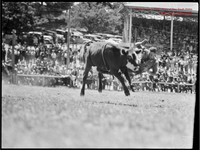 CoomaRodeo1946-4