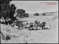 CoomaRodeo1946-3