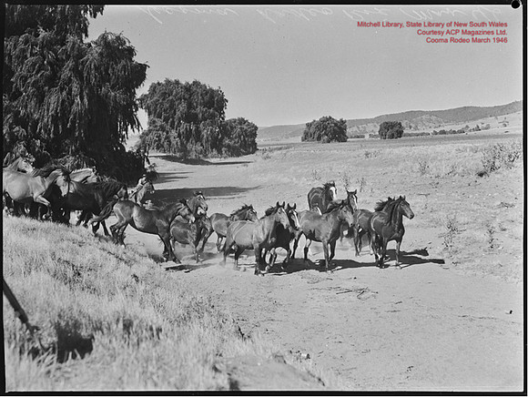 CoomaRodeo1946-3