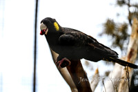 SymbioFeb2018_0264