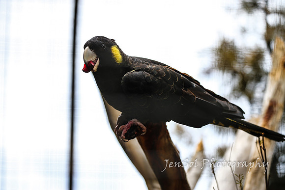 SymbioFeb2018_0264