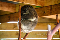 SymbioFeb2018_0203