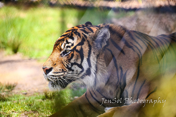 SymbioFeb2018_0469