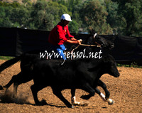 GundagaiGiddyup2013_1D_1270