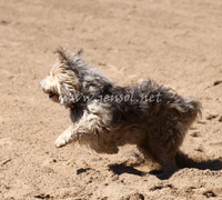 bobsun_1001_edited-1