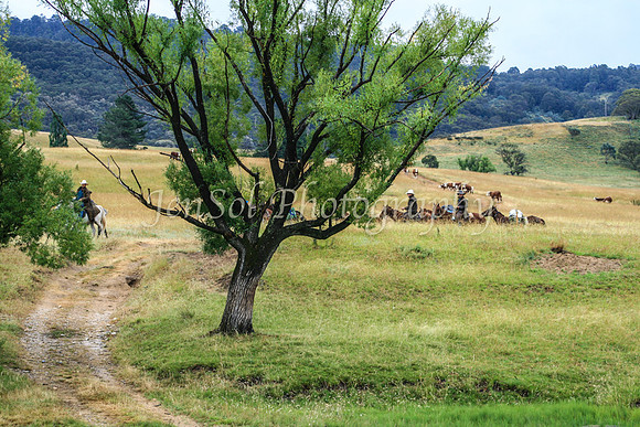 Stewartfield400D 004