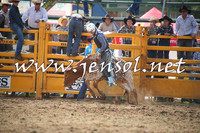 Steers