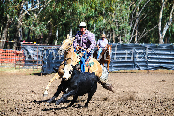 GundagaiCampdraft2017_0770