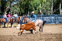 GundagaiCampdraft2017_0666