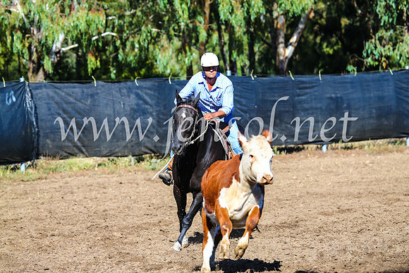 GundagaiCampdraft2017_0623