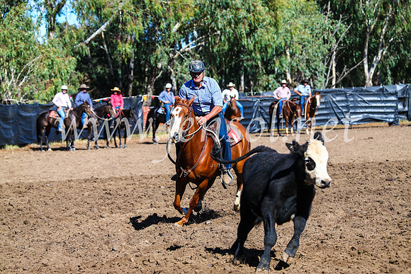 GundagaiCampdraft2017_0689