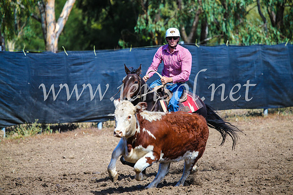 GundagaiCampdraft2017_0889