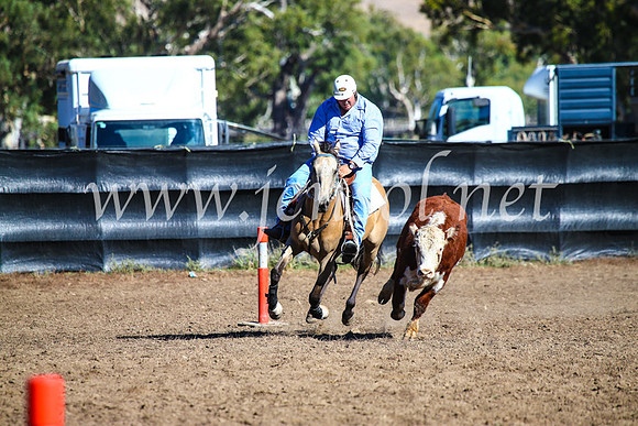 GundagaiCampdraft2017_0649