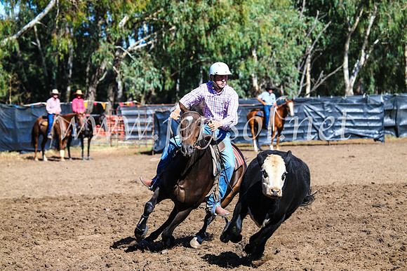 GundagaiCampdraft2017_0678