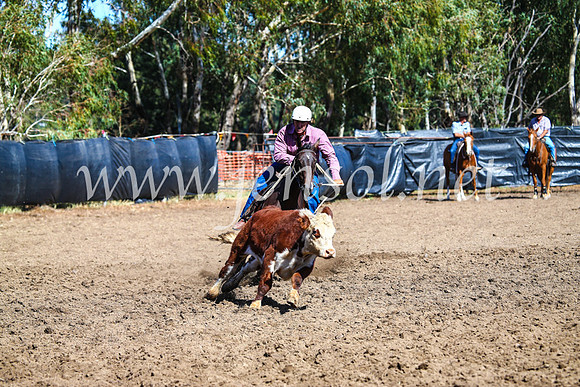 GundagaiCampdraft2017_0779
