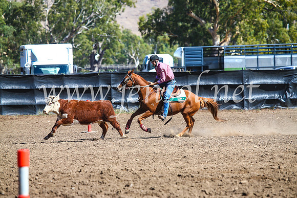 GundagaiCampdraft2017_0834
