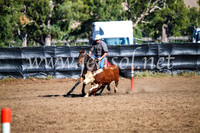 GundagaiCampdraft2017_0601