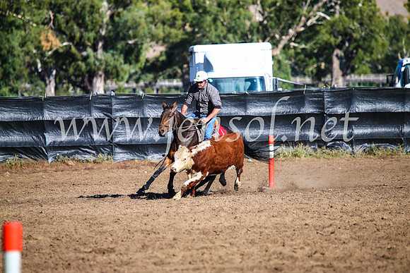 GundagaiCampdraft2017_0601