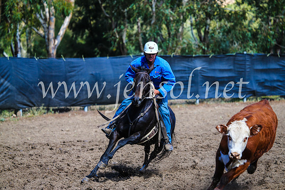 GundagaiCampdraft2017_0867