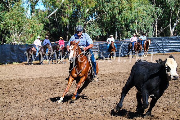 GundagaiCampdraft2017_0687