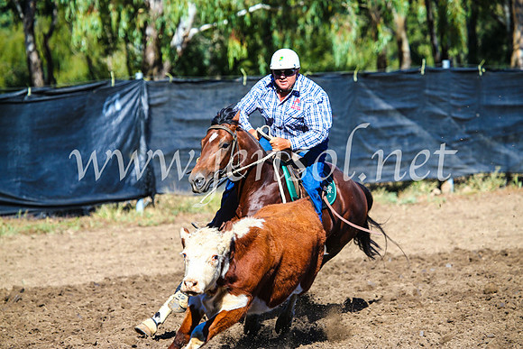 GundagaiCampdraft2017_0651