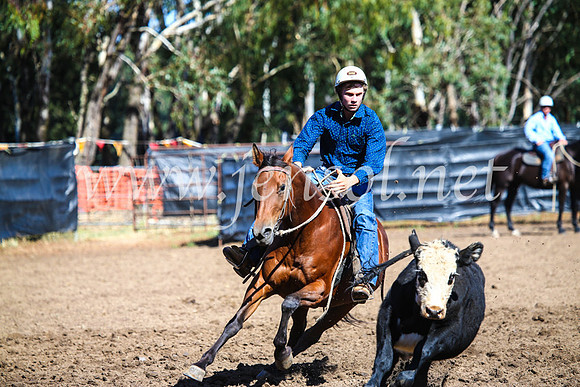 GundagaiCampdraft2017_0740